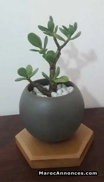 Plante en pot à petit prix - الرباط (3)