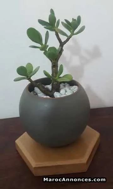 Plante en pot à petit prix - الرباط