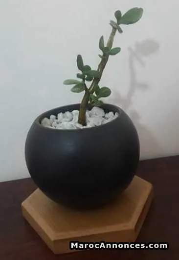 Plante en pot à petit prix - الرباط (2)