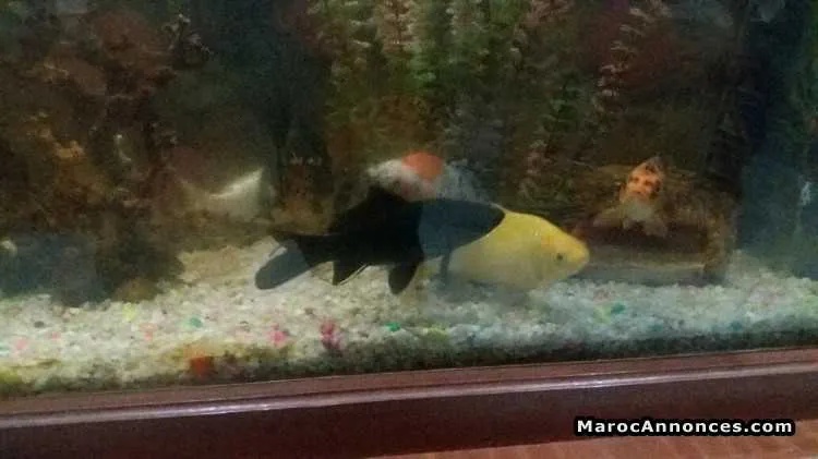 Aquarium - الرباط (3)