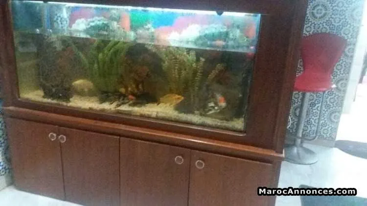 Aquarium - الرباط