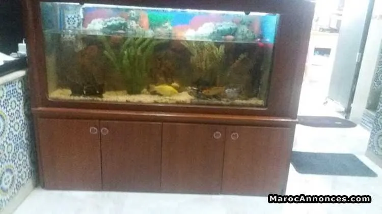 Aquarium - الرباط (2)