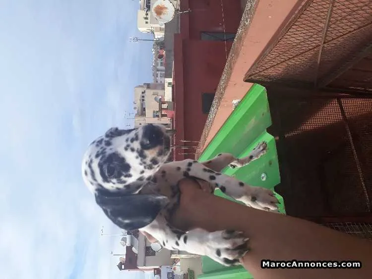 Chiots dalmatien - الرباط