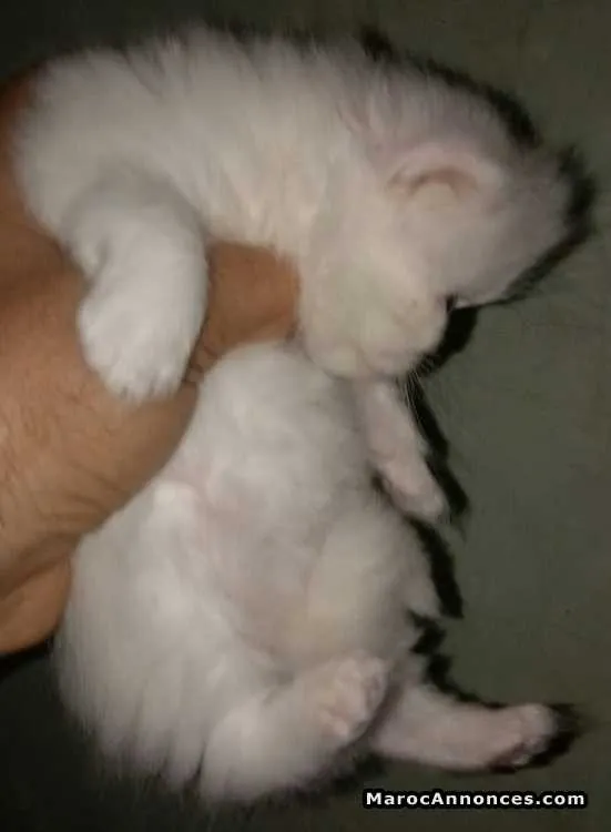 Chaton persan blanc yeux bleus - الدار البيضاء (2)
