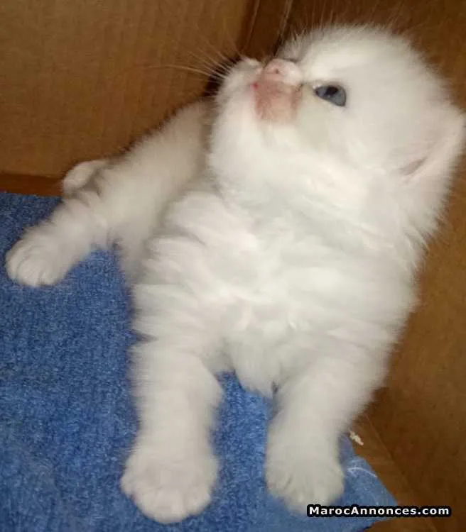 Chaton persan blanc yeux bleus - الدار البيضاء