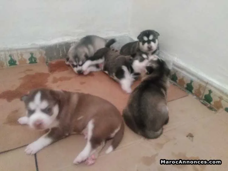 Husky a réserver - الدار البيضاء (2)