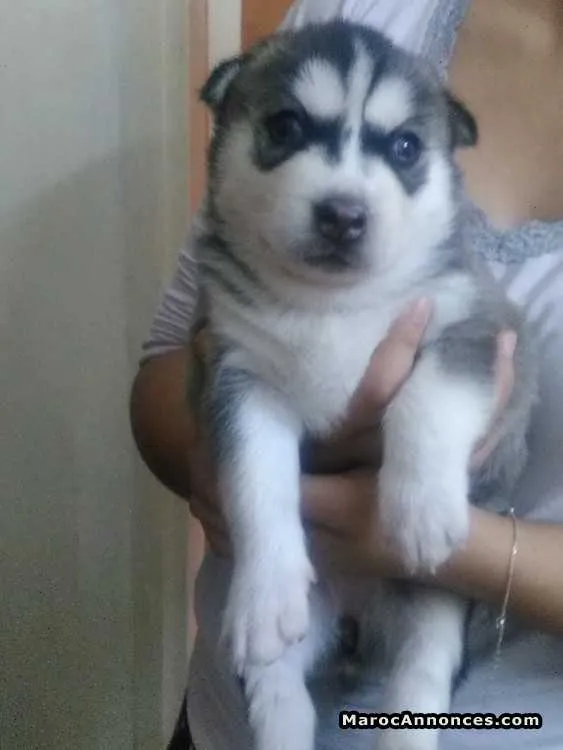 Husky a réserver - الدار البيضاء (3)