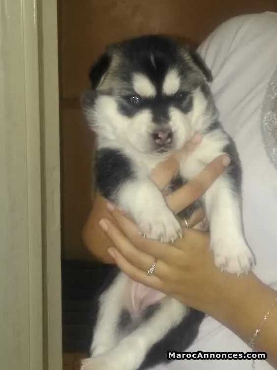 Husky a réserver - الدار البيضاء