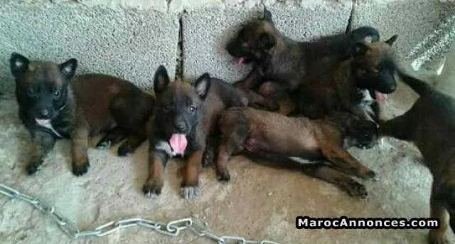 Chiots malinois agressive - الرباط