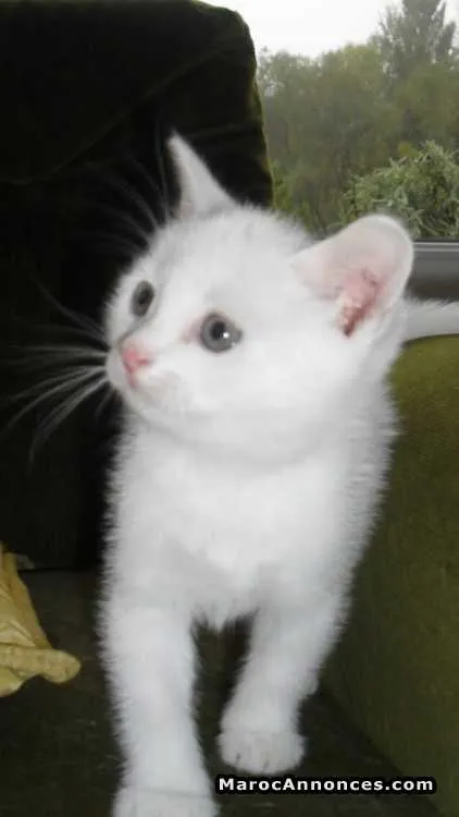 Chat angora à vendre - الدار البيضاء