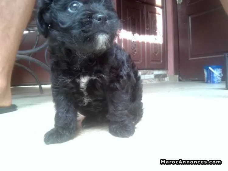 Caniche royale a vendre - الرباط
