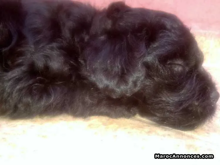 Caniche royale a vendre - الرباط (3)