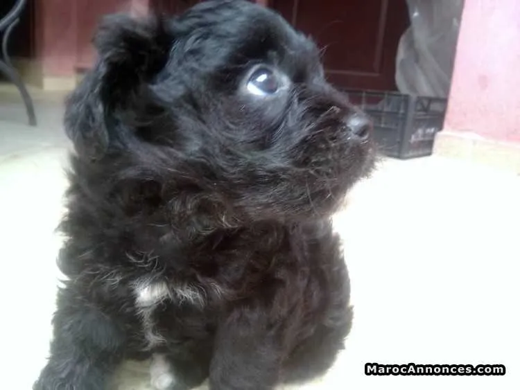 Caniche royale a vendre - الرباط (2)