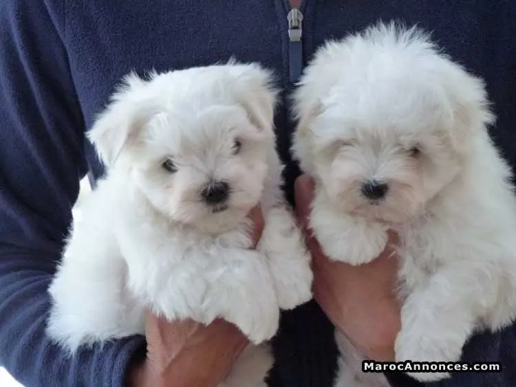 Chiots bichon maltais miniature - الدار البيضاء