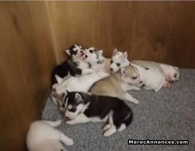 Chiots husky - الدار البيضاء (2)