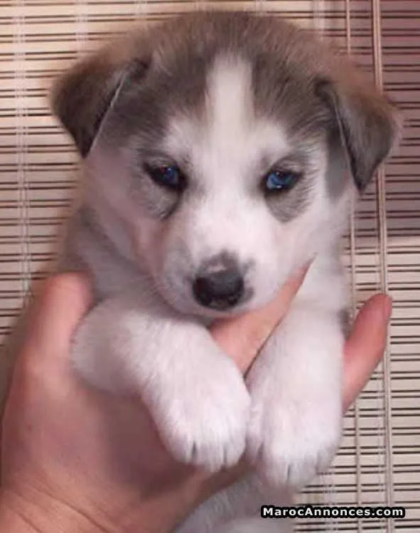 Chiots husky - الدار البيضاء