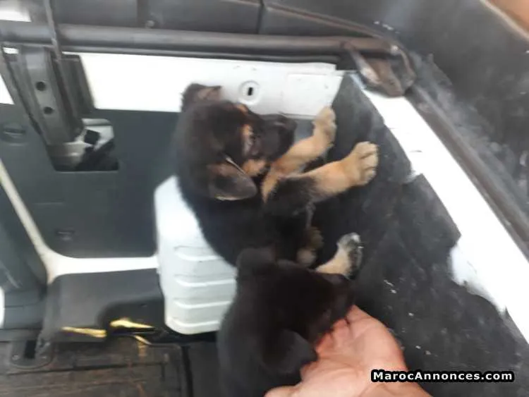 Chiots berger allemand - الرباط (2)