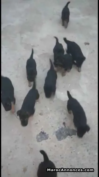 Chiots berger allemand - الرباط