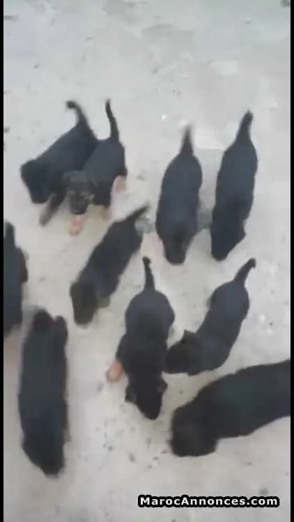 Chiots berger allemand - الرباط (3)