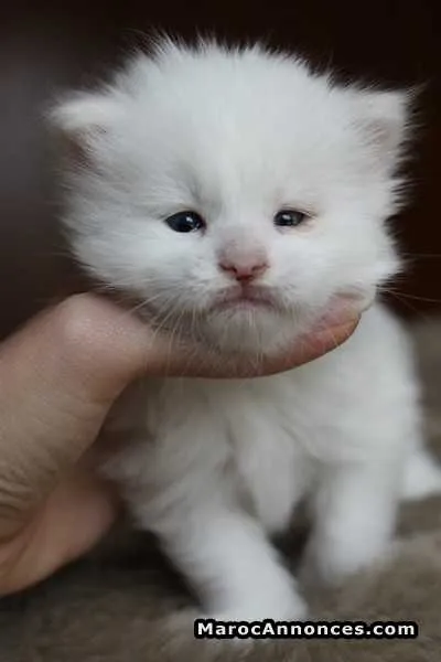 Angora chaton de race pure 2 mois 14 jours - الدار البيضاء (2)