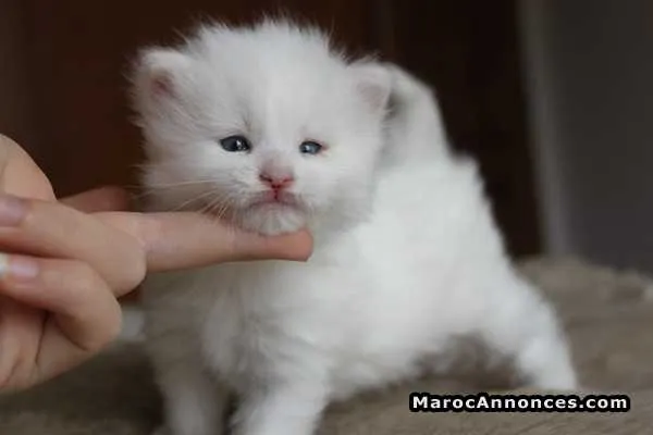 Angora chaton de race pure 2 mois 14 jours - الدار البيضاء