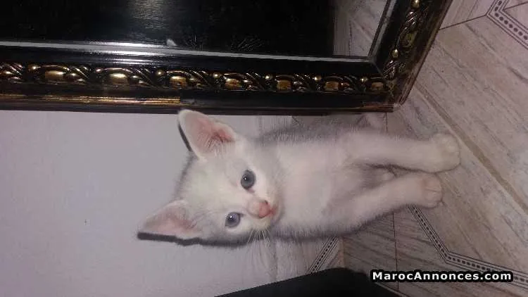 Chaton ragdoll à vendre - سلا (3)