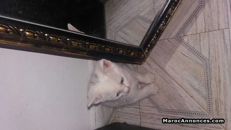Chaton ragdoll à vendre - سلا (2)