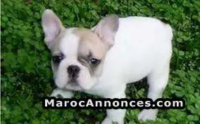Chiot  bulldog francai - الدار البيضاء (2)
