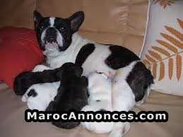 Chiot  bulldog francai - الدار البيضاء