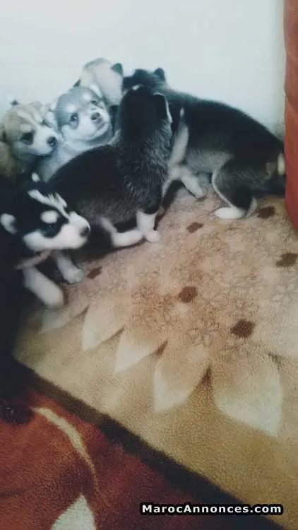 Chiots husky - الدار البيضاء (2)