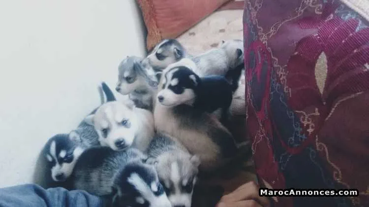 Chiots husky - الدار البيضاء (3)