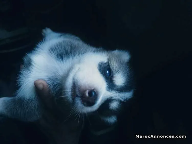 Chiots husky - الدار البيضاء