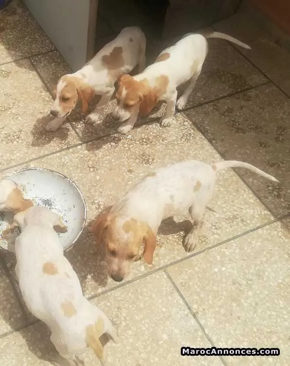 Chiot pointer - خريبكة (2)