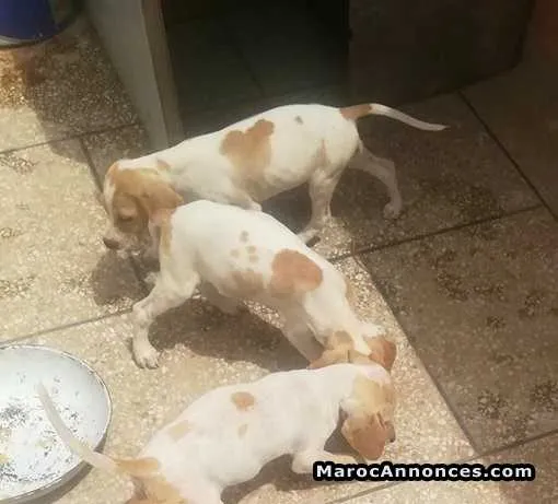 Chiot pointer - خريبكة