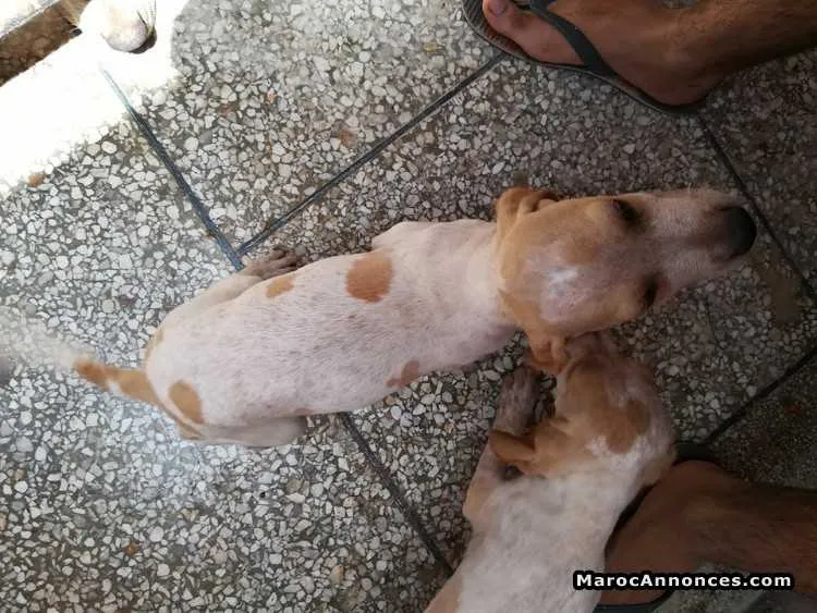 Chiot pointer - خريبكة (3)