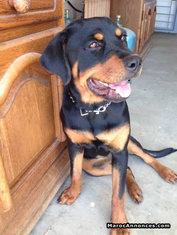 Chienne rottweiler - الرباط (2)