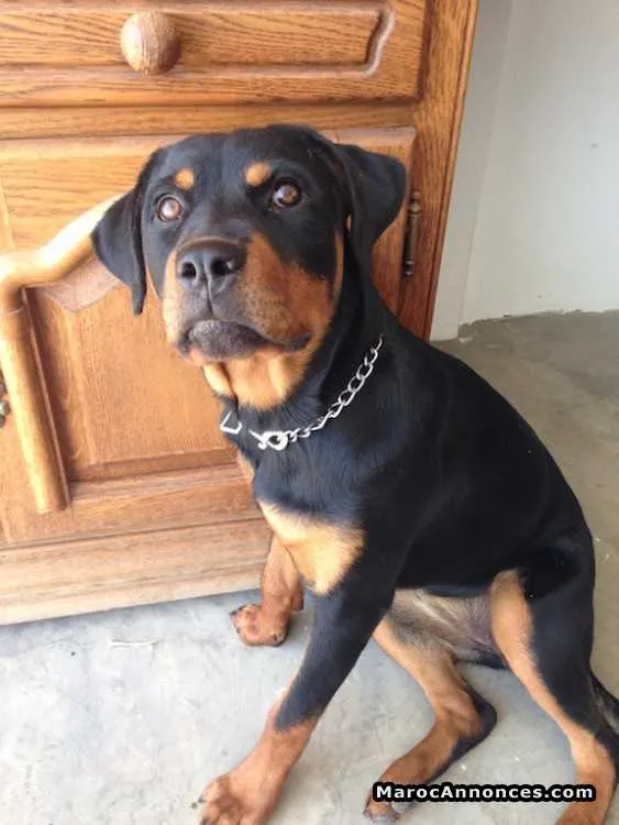 Chienne rottweiler - الرباط (3)