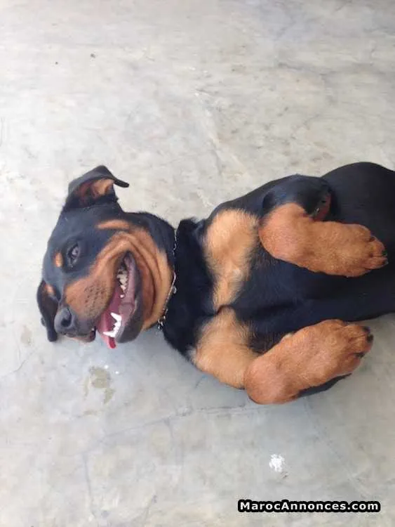 Chienne rottweiler - الرباط
