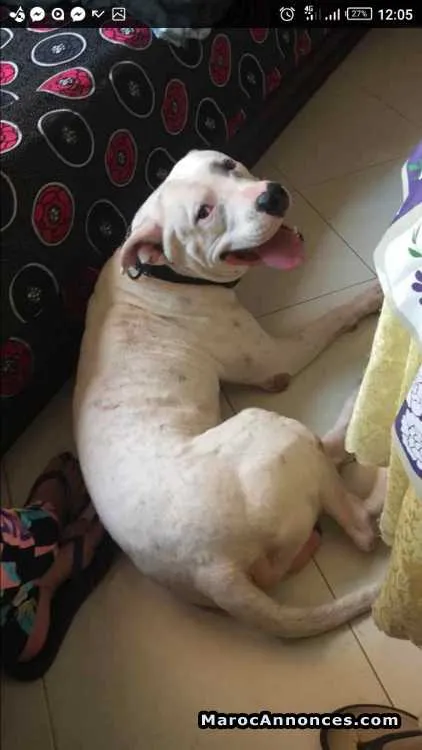 Dog argentin a vendre - المحمدية (2)