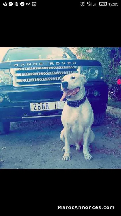 Dog argentin a vendre - المحمدية (3)