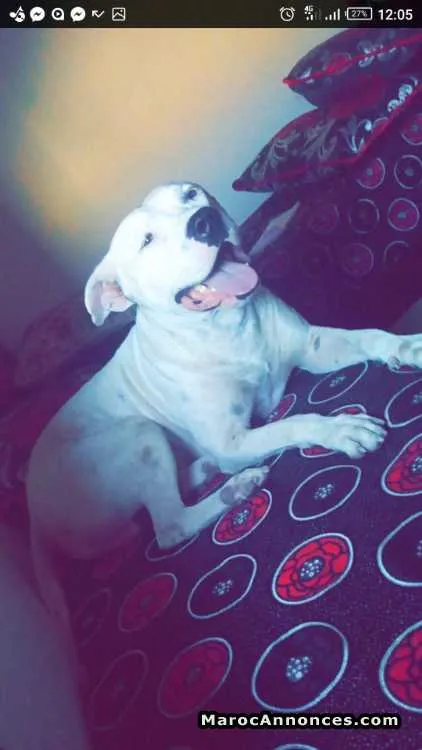 Dog argentin a vendre - المحمدية