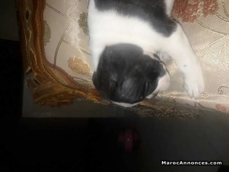 Bulldog à vendre - الدار البيضاء (2)