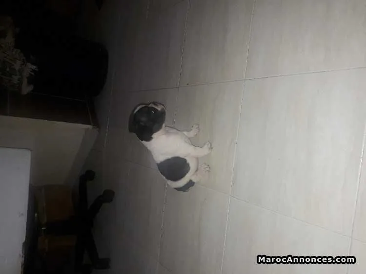 Bulldog à vendre - الدار البيضاء (3)