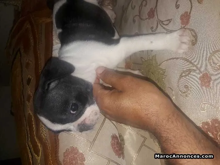 Bulldog à vendre - الدار البيضاء