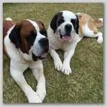 Couple de saint bernard adulte à vendre - فاس