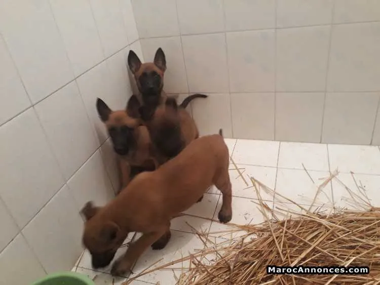Chiots malinois agressive - الرباط (2)