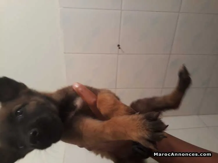 Chiots malinois agressive - الرباط