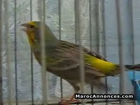 Male serien chanteur - الدار البيضاء