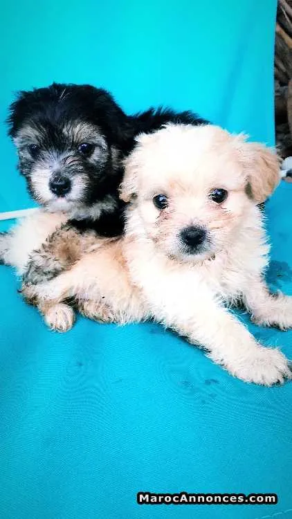 Bichons maltais  à vendre - بوزنيقة (2)