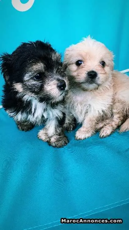 Bichons maltais  à vendre - بوزنيقة